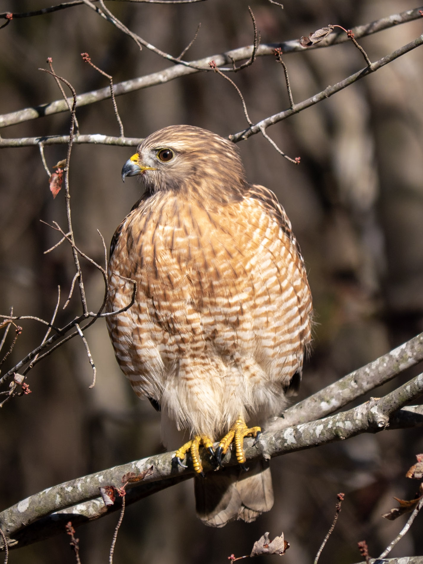 Wildlife-public