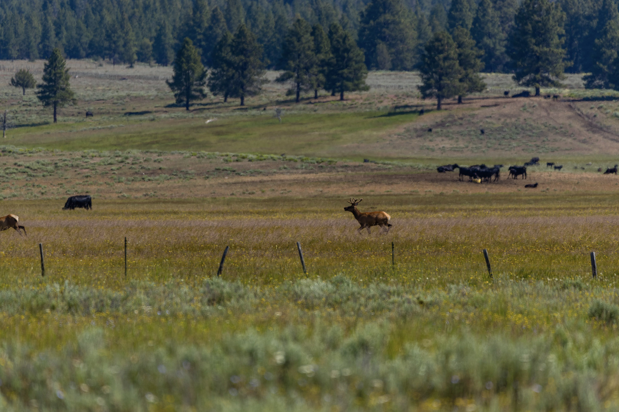 Summit Praire 9,300± Acres Crook County, Oregon