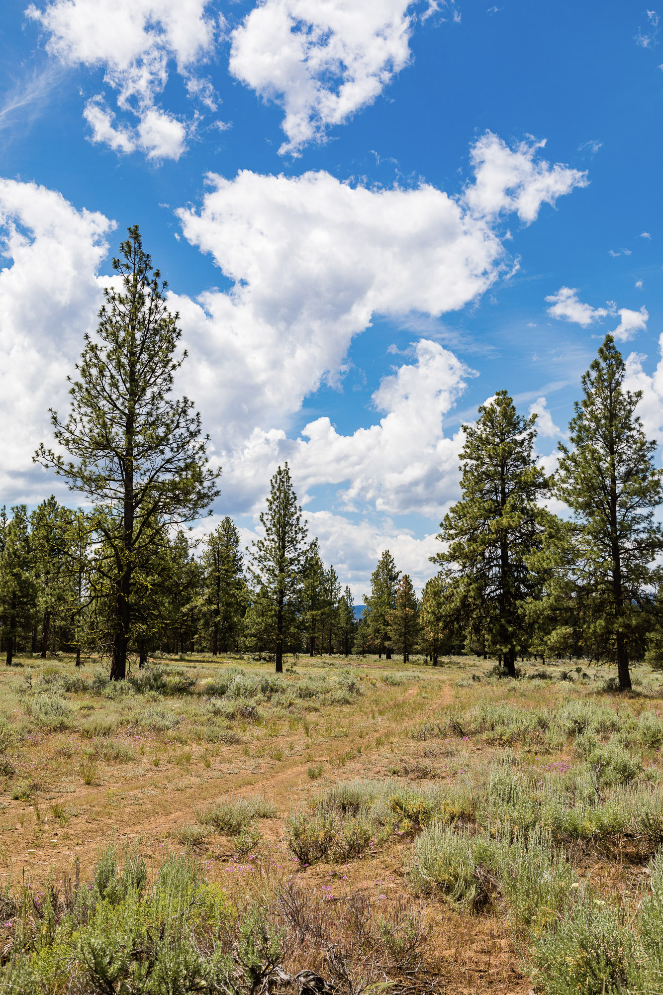 Summit Praire | 9,300± Acres Crook County, Oregon