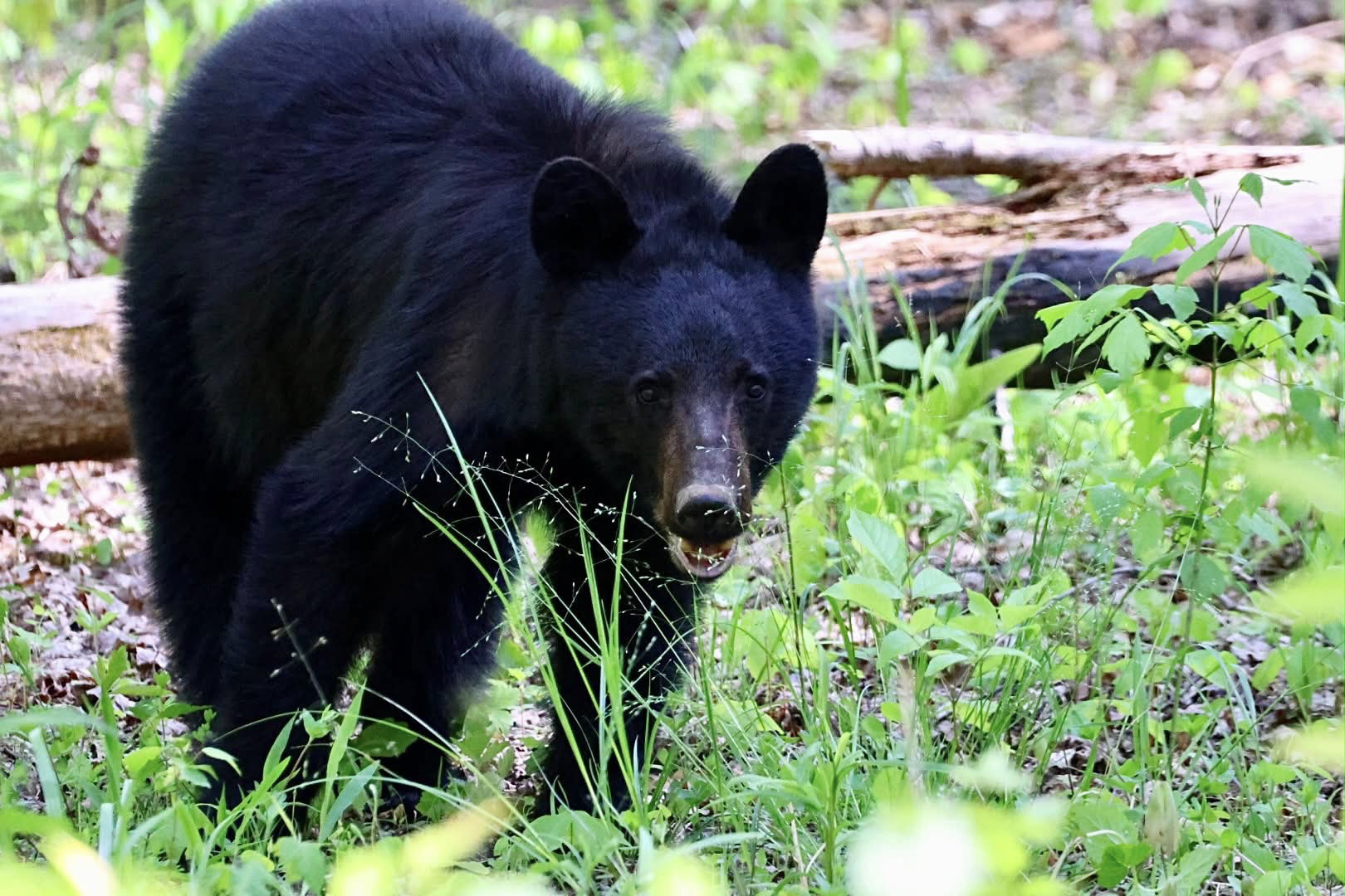 Black bear in a wooded setting