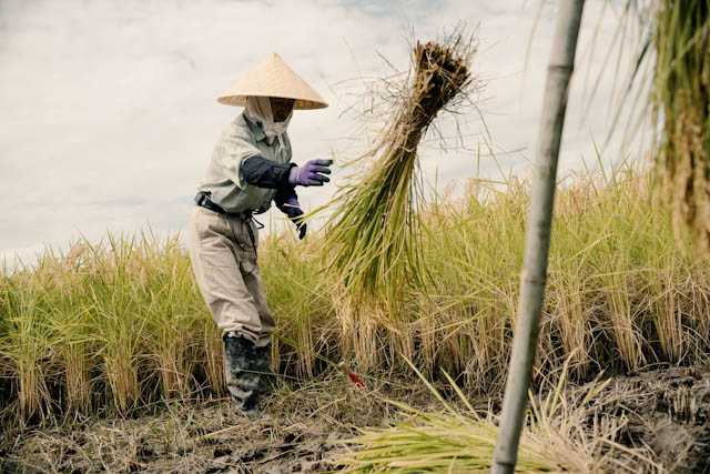 Farmer wearing conical hat harvesting rice in muddy field