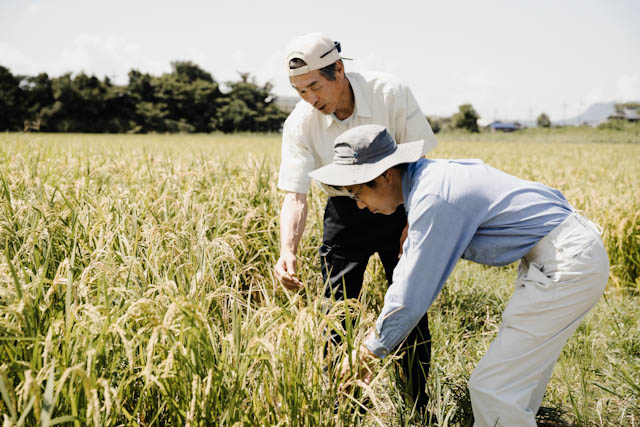 Two men examining rice plants in a sunny field