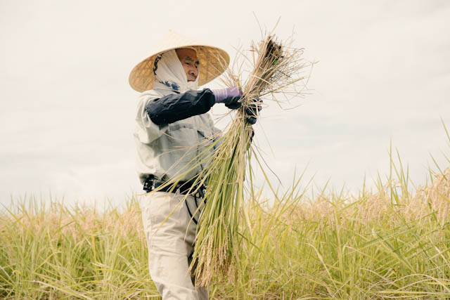 Farmer in straw hat holding harvested rice stalks in a field.