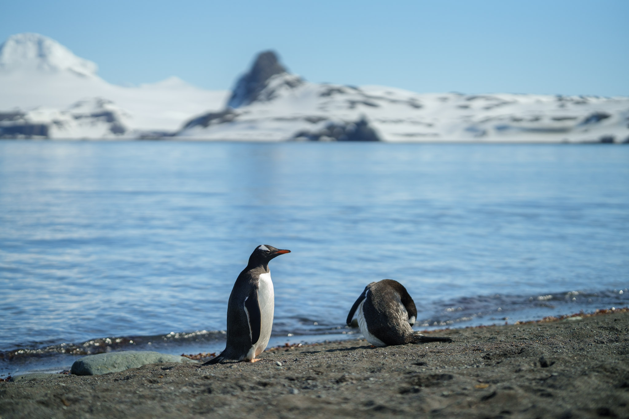 Gentoo Penguins!