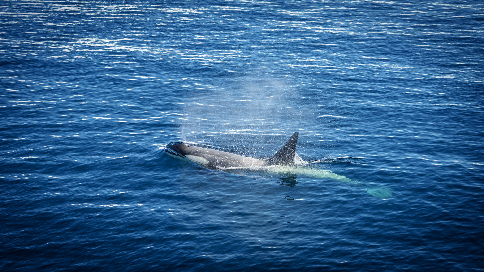 Orcas Came To Visit Us